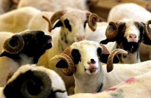 Kızılay kurban  ücretlerini açıkladı! İşte vekaletle kesim ücretleri