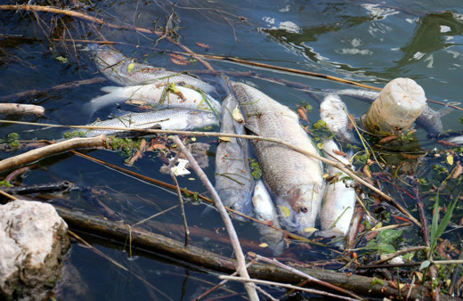 Türkiye'nin en uzun nehri Kızılırmak'ta toplu balık ölümleri