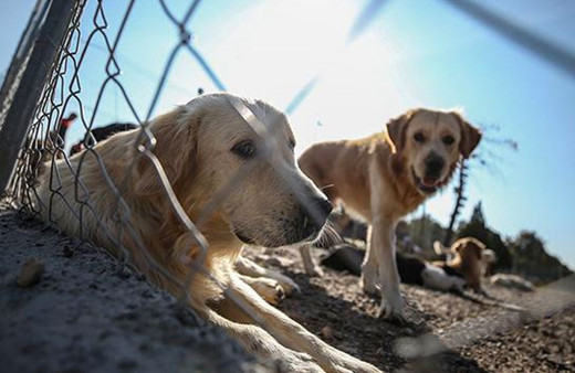 AK Parti'nin Hayvan Hakları Yasası taslağı tamamlandı MYK ele alınacak