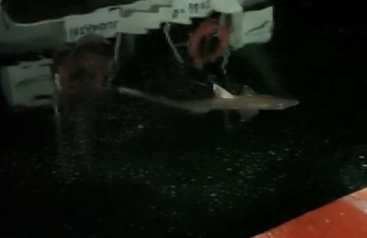 İstanbul Haliç'te köpek balığı görüntüledi