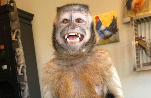 17,6 milyon takipçili TikTok fenomeni maymun George hayatını kaybetti