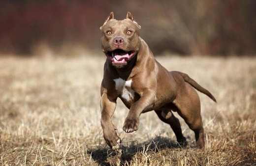 İçişleri Bakanlığı duyurdu Tehlikeli köpek besleyenlere ceza yağdı barınaklara götürüldü