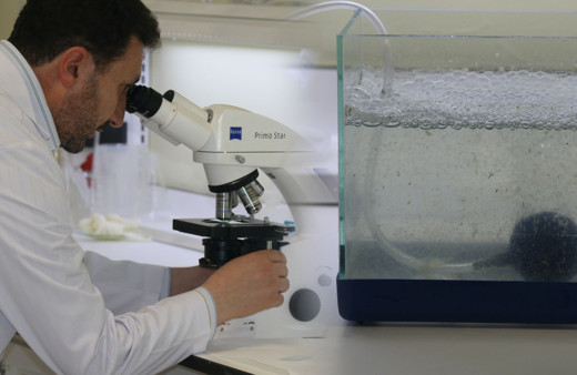 Marmara'nın müsilajında mikroskopta bakın ne çıktı