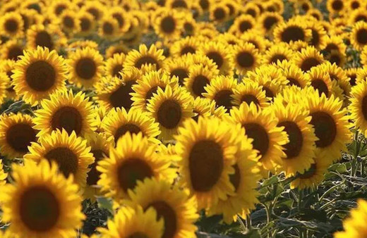 Ayçiçeği tohumundan 30 Haziran'dan sonra da gümrük vergisi alınmayacak