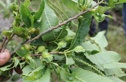 Kestane katili gal arısı Kastamonu'da da görüldü