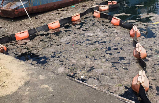 İstanbul Üniversitesi müsilajı deniz bakteri izolatlarıyla temizlemeyi başardı