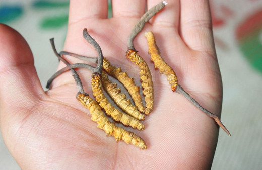 Dünyanın en değerli parazitinin kilosu 140 bin dolar