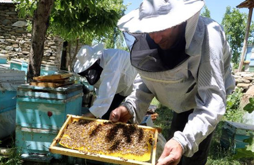 Hakkari'de arıcılıkla 10 çocuk büyüttü mesleklerini duyan şaştı kaldı