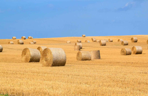 Saman fiyatları kuraklığın da etkisiyle ikiye katlandı