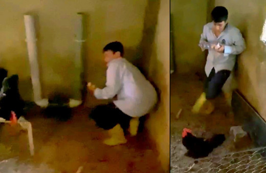 İzleyenler kahkahaya boğuldu! Malatya'da kümese giren çocuk neye uğradığını şaşırdı