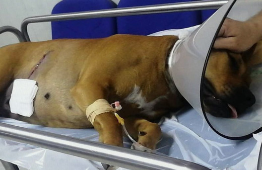 İstanbul Esenyurt'ta iş yerinin önündeki köpek pompalı tüfekle vuruldu