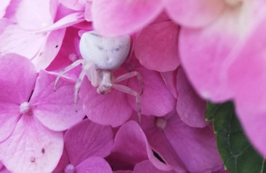 'İnsan yüzlü örümcek' İzmir'de ortaya çıktı: İlk kez gördüm ve çok şaşırdım
