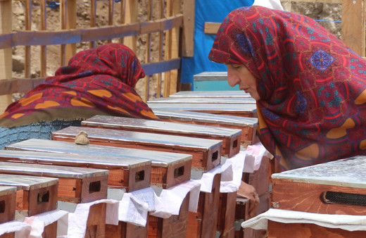 Geçen yıl 1000 TL'ydi 500 kişi şimdiden sipariş verdi! Sadece Rize'de üretiliyor: Çok kıymetli