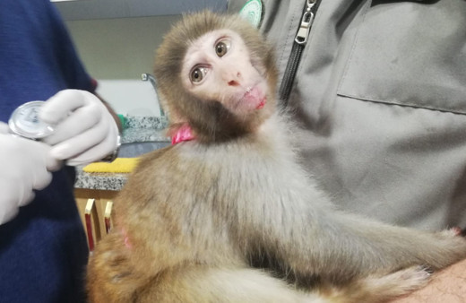 Ordu'da inşatta bulunan örümcek maymunu koruma altına alındı