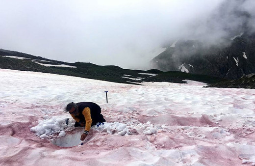 Akılalmaz! Alpler’de 'kırmızı kar' görüldü