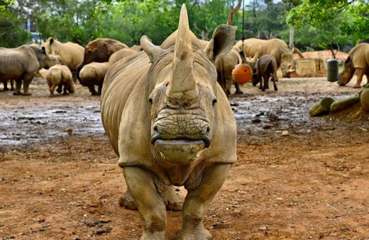 Çin'de zürafalardan daha uzun, nesli tükenmiş bir gergedan türü bulundu