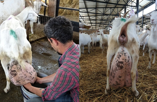 İnanılır gibi değil! Bu keçi bir günde ağırlığının yarısı kadar süt vererek rekor kırdı