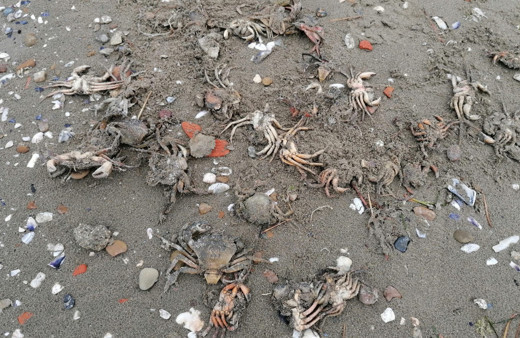 Silivri sahilini ölü yengeçler sardı