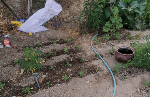 Manisa'da evinin bahçesinde kenevir yetiştiren yaşlı kadın gözaltına alındı