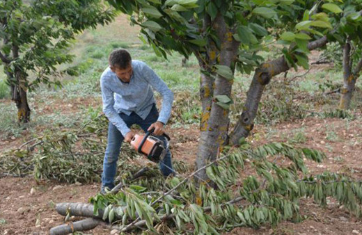 Bahçede 2 lira tezgahta 15 lira! İsyan edip bin 500 ağacını kesti