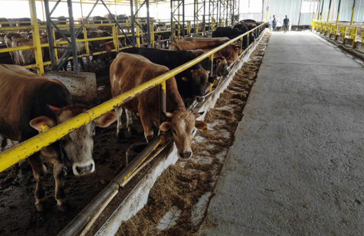 İstanbul’da kurban hareketliliği başladı: Ortalama kurban fiyatları ne kadar?