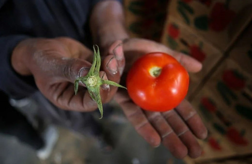 İsrail, domates sapını tehdit gördü! Pes dedirten karara tepki yağdı