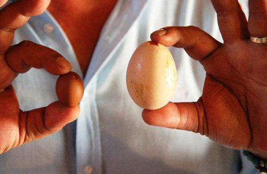 Muğla Bodrum'da yumurtlayan horoz şaşkına çevirdi yumurtası milyon değerinde