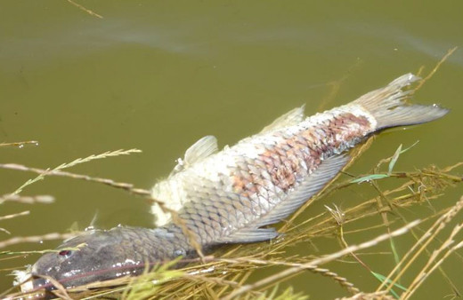 Ömerli Barajındaki ölü balıklar İSKİ ekiplerince iş makineleriyle barajın etrafına gömüldü