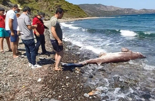 Datça'da 3 metrelik köpekbalığı kıyıya vurdu vatandaşlar gözlerine inanamadı