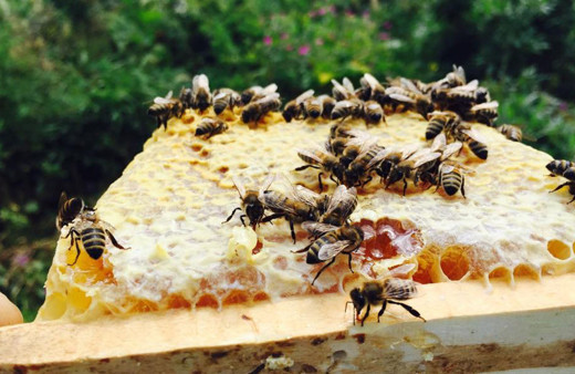 Bal üretiminde ürküten kuraklık! Bu yıl bal yüzde 80 azalacak fiyatlar fırlayabilir