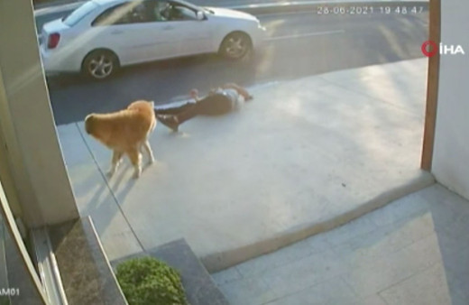 Büyükçekmece'de köpek faciası! Korkup kaçarken kamyon çarptı