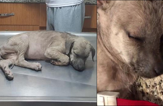 Manisa'da bunu yapan insan olamaz! Köpeğin ağlamaları yürek burktu