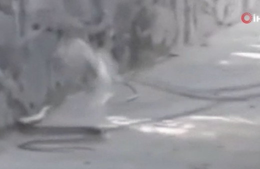 İETT otobünde yılan paniği! Yolcular o anları kaydetti