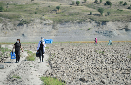 Sıcak uzak demediler! Tunceli'de mevsimlik işçiler aşıya gidemeyince sağlık ekipleri tarlaya indi