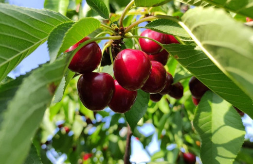 Fiyatlar uçuşa geçti Napolyon kirazını bu yıl göremeyeceğiz