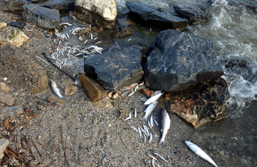 Küçükçekmece Gölü'nde 2 gündür yayılan kokunun ardından bu görüntüler korkuttu