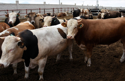 Büyükbaş kurbanlık fiyatları 10 bin liradan başlıyor