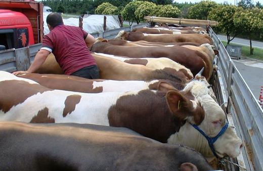 Kurbanlıklara yüzde 30 zam! İstanbul'a kurbanlık girişi başladı 17-18 bin liradan başlıyor