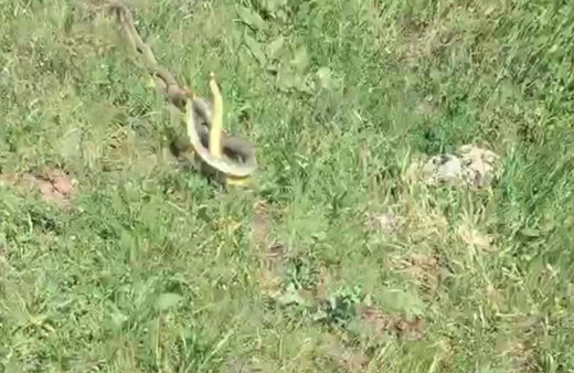 Sivas'ta mantar toplamaya gitti! Hemen telefona sarıldı: İlk kez gördü