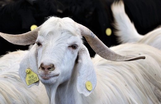 Kurban bayram tatili ne zaman başlıyor kaç gün oldu?