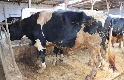 Kırklareli'nde 1 ton 100 kiloluk "Tosuncuk" adlı dana 35 bin liradan satışa çıkarıldı