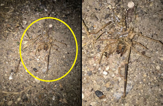 Kayseri'de et yiyen sarıkız örümceği tedirginliği