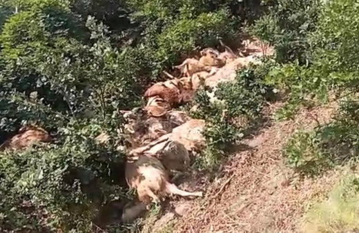 Tunceli Ovacık'ta 80 koyun telef oldu