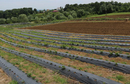 Samsun'da hobi olarak başladı asıl mesleğini solladı bin metrekareden 50 bin TL kazandı