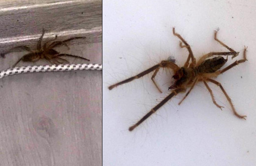 Konya'da ortaya çıktı korku saçıyor! Isırdığı yeri çürütüyor