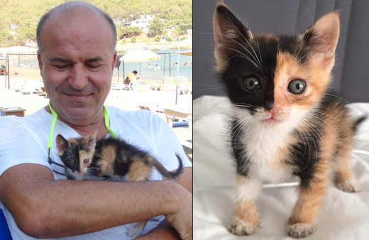 Mersin'deki bu kedi Türkiye'de ilk eşi benzeri yok: Çok büyük rakamlara satmamı istediler