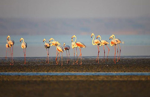 Tuz Gölü'nde flamingo katliamı! Konya Valiliği soruşturma başlatıldığını duyurdu