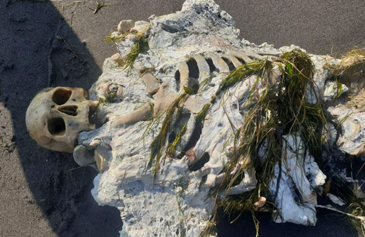 Samsun'da sahile vurdu yürüyüş yapanlar gözlerine inanamadı