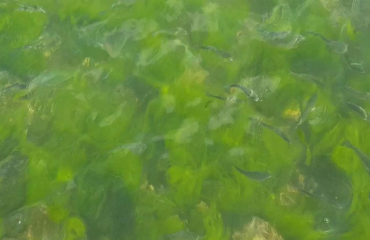 Marmara'da müsilaj etkisi azaldı! Balıklar görülmeye başladı