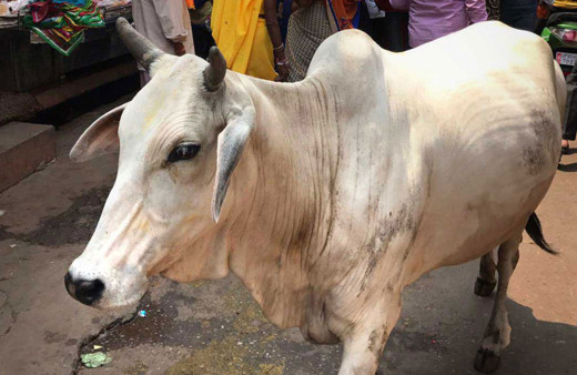 Hindistan Keşmir'de Kurban Bayramı'nda inek, buzağı ve deve kesilmesi yasaklandı